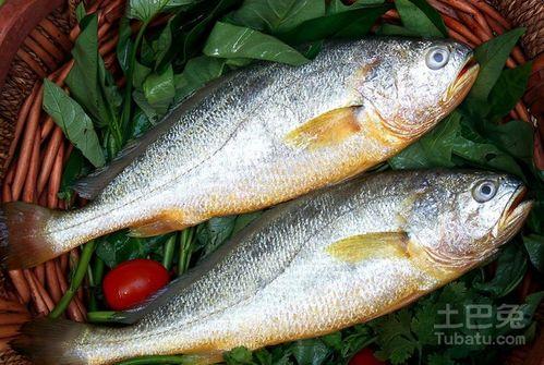 热点爆料鱼儿的视频,热点爆料视频带你探秘水下世界 第1张 热点爆料鱼儿的视频,热点爆料视频带你探秘水下世界 第1张